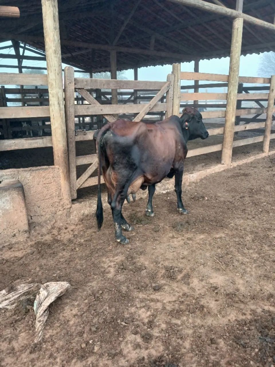 Venda de vacas de leite - Foto 3