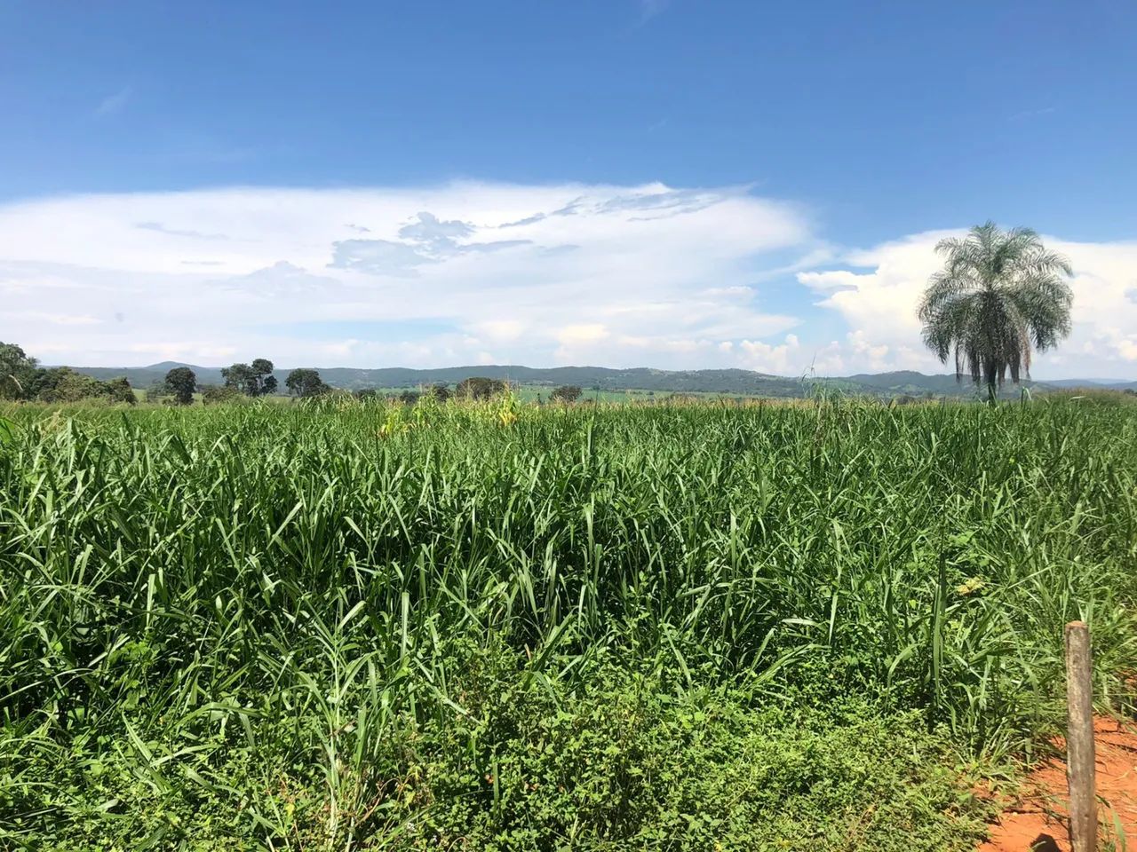 Foto - Goiânia - Setor Oeste