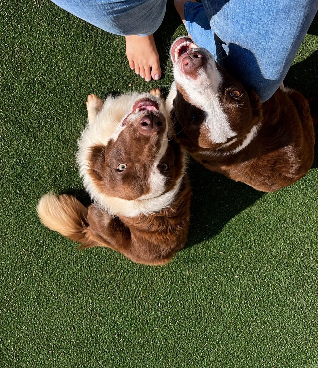 Filhotes de border collie 