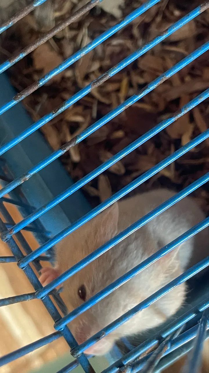 Hamster sírio