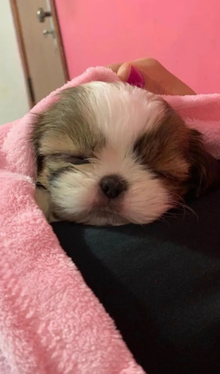 Vendo Shih Tzu saudável - Foto 2