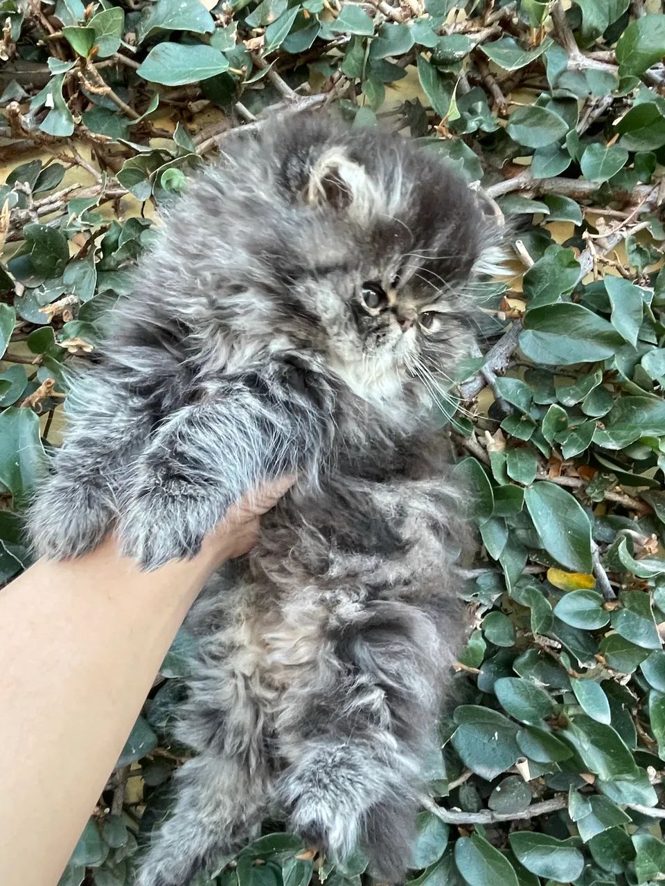 Gato Persa black smoke tabby  - Foto 5