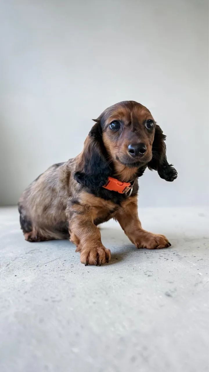 Daschund pelo longo  - Foto 2