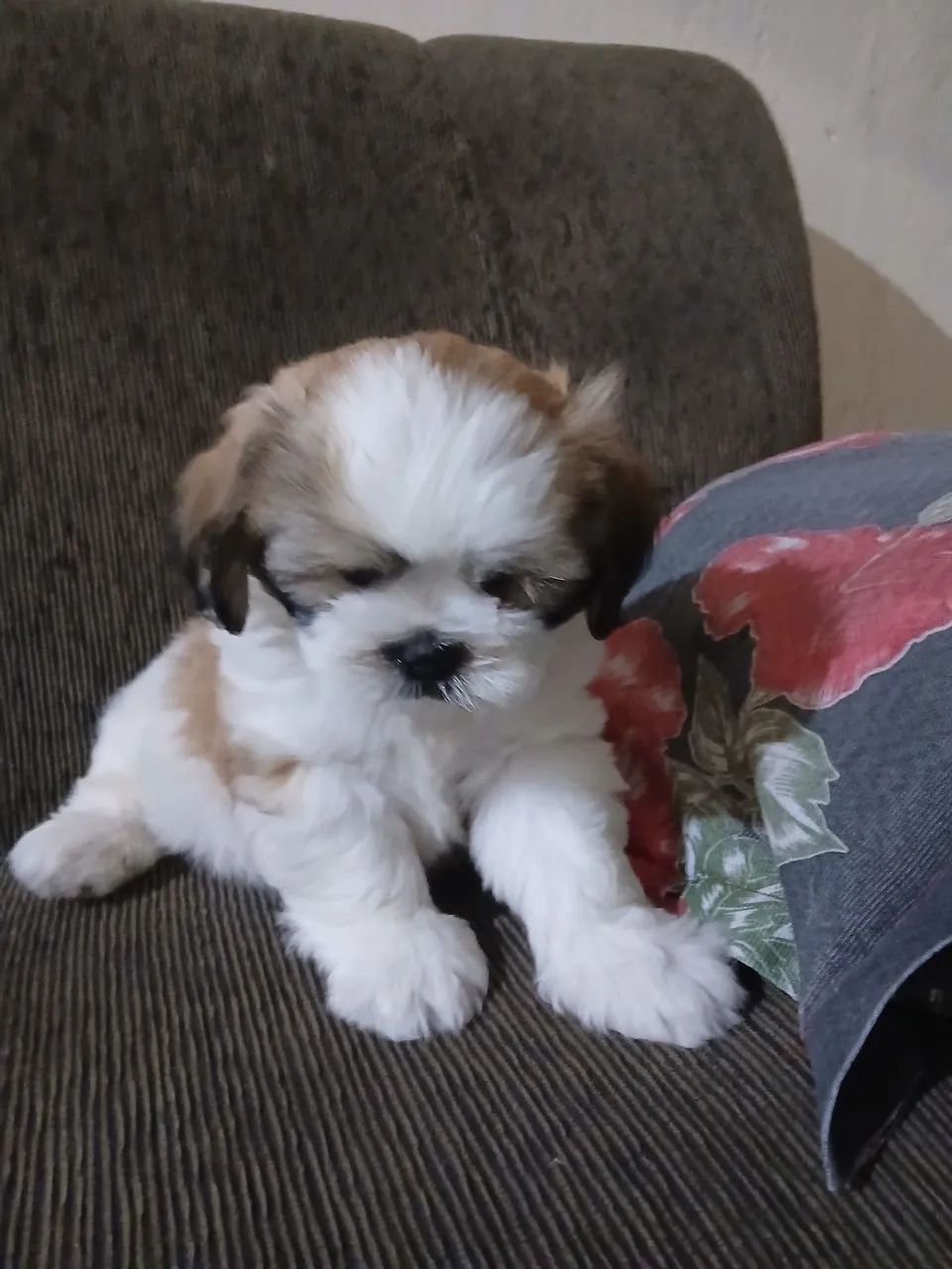 Filhote de ilhasa Apso com pedigree  - Foto 5