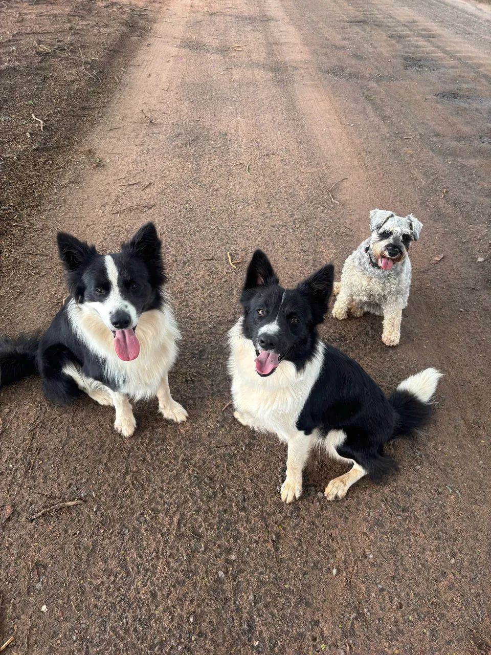 BORDER COLLIE MACHO PARA CRUZAR  - Foto 4