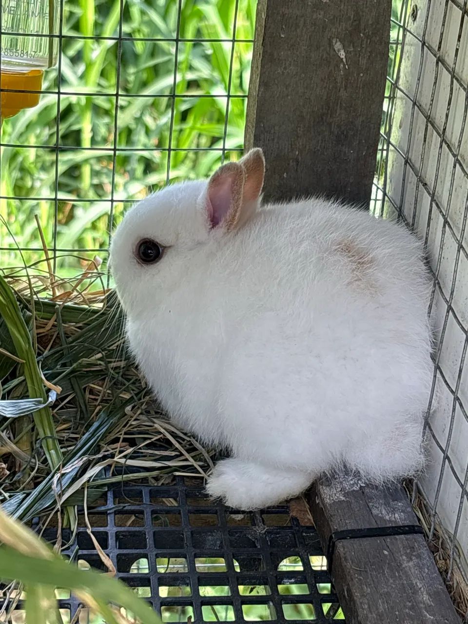 Mini coelho Netherland Dwarf - Foto 2