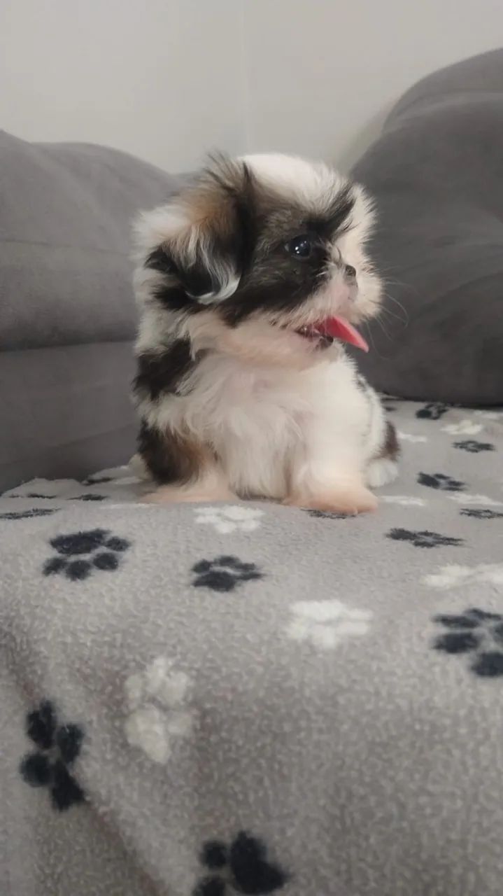 Shitzu Mini - Foto 3