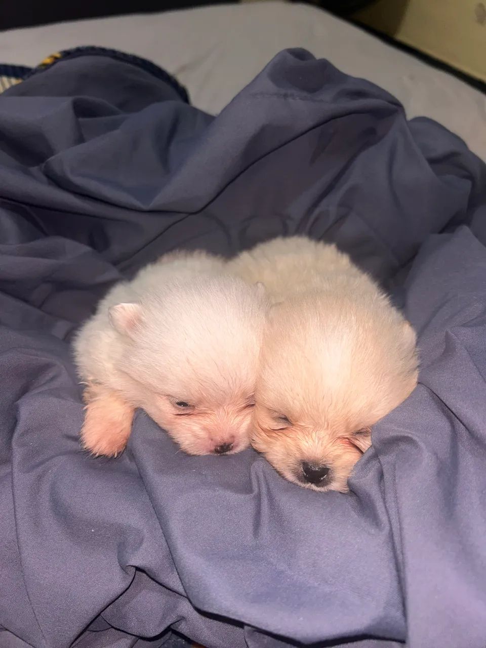 Cachorrinho  - Foto 4