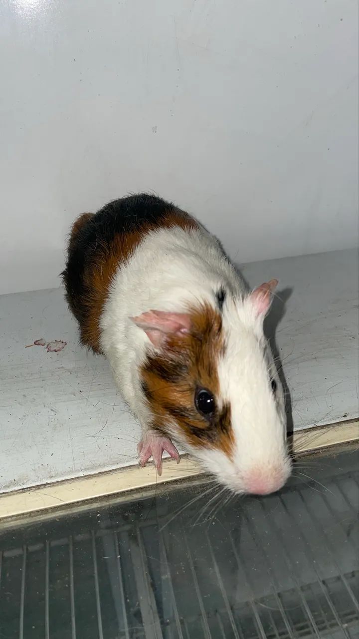 Porquinho da índia  - Foto 2