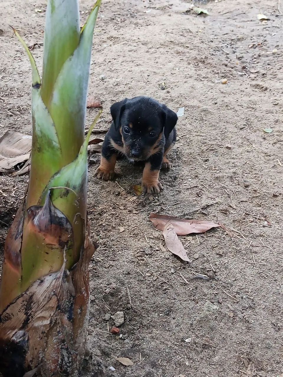 Cachorro  - Foto 5