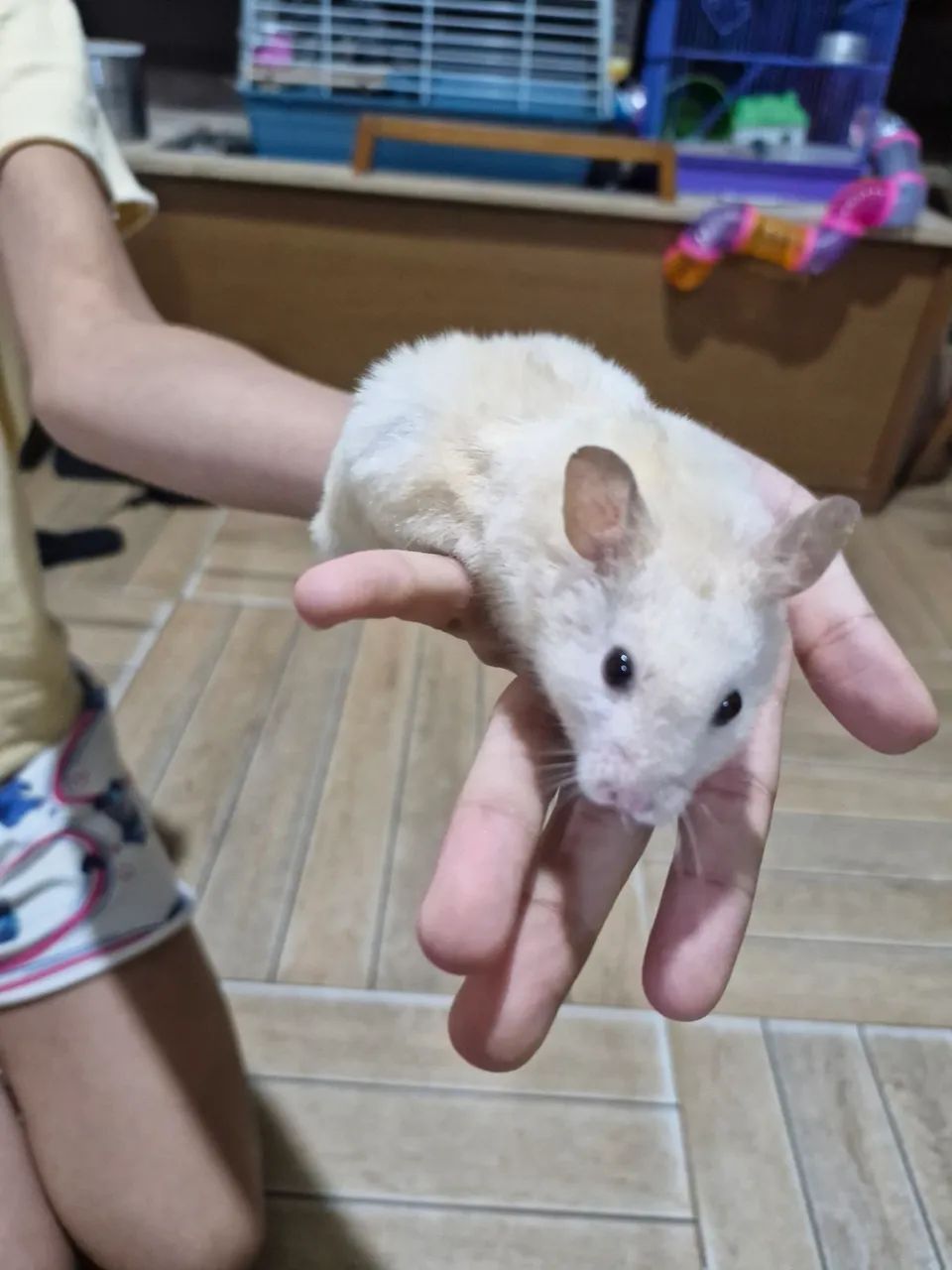 Filhote de hamster 