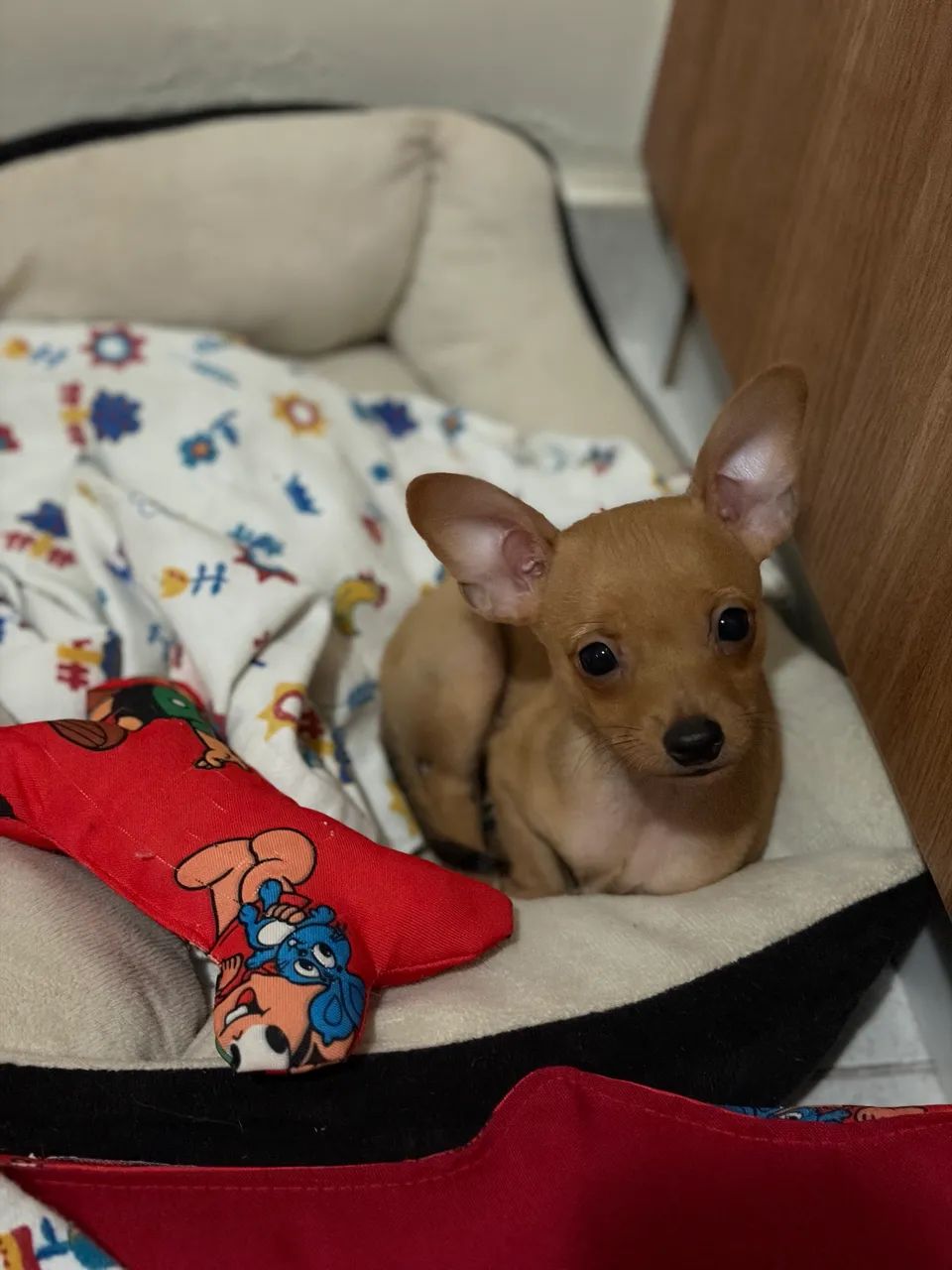 Pinscher 0 - Foto 3