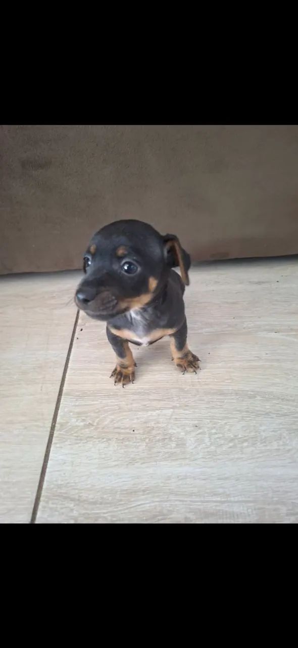 Filhotes de Pinscher 