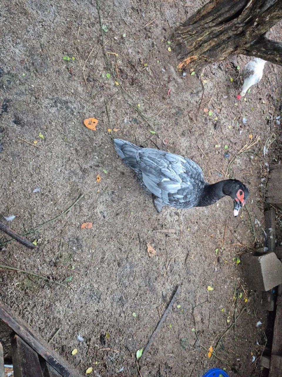 Patos - Foto 5