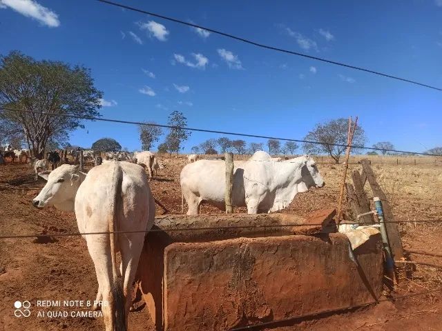 Fazenda 29 hectares | Jaborandi-BA / Coribe-BA - Foto 2