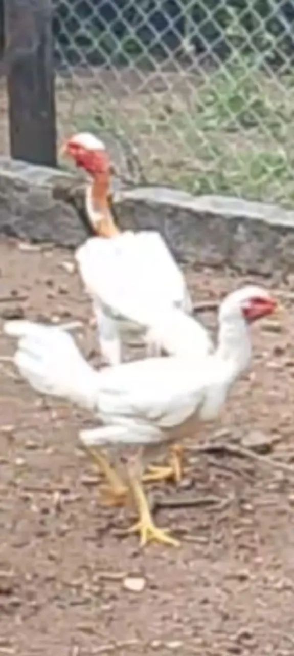 Aves. - Foto 3