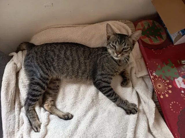 Gatinho para adoção solidária - Foto 6