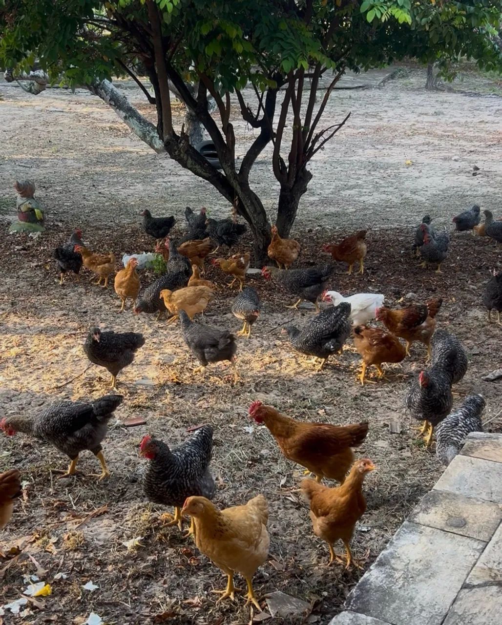 Frangas e  Frangos   Carijó  e  Pesadão 