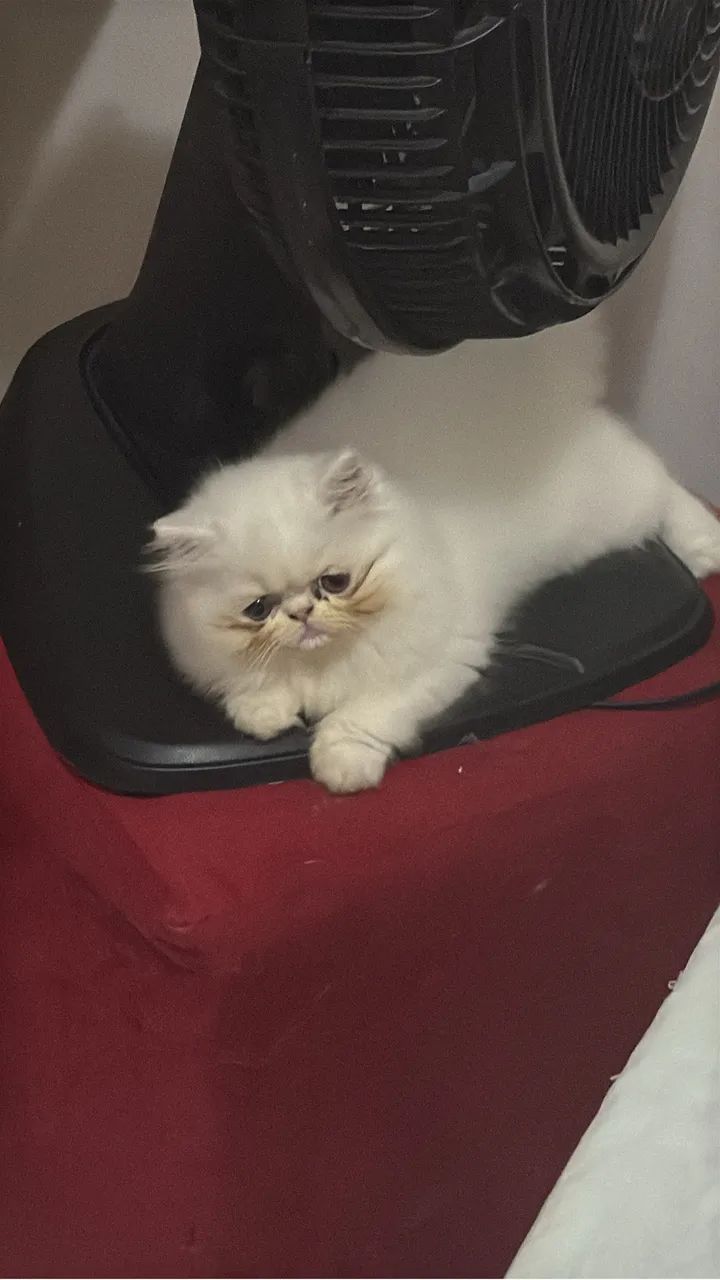Gatinha persa