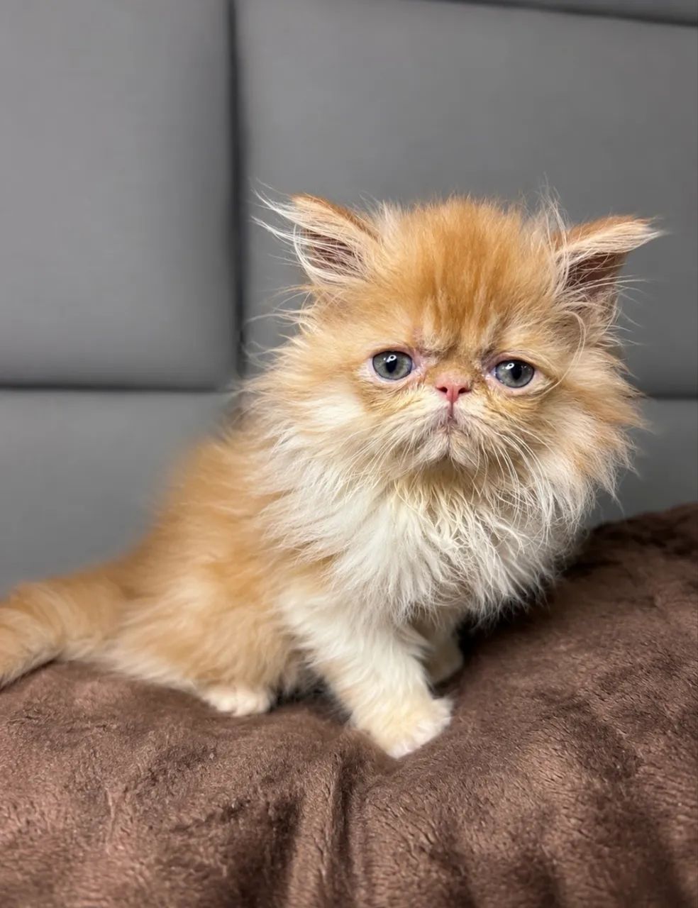 Gato persa  - Foto 3