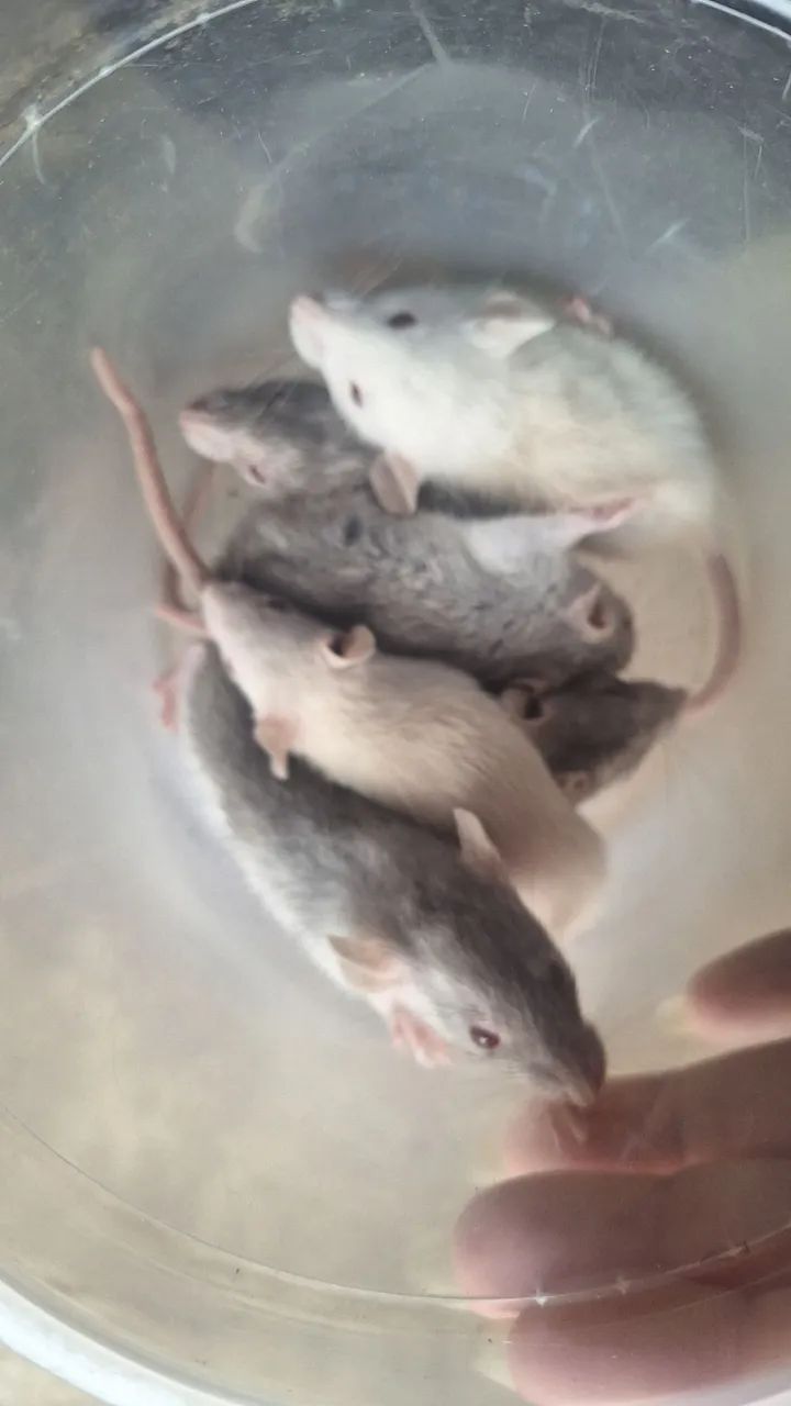 Rato twister - Foto 3