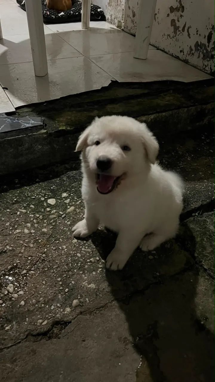 Cachorro  - Foto 4