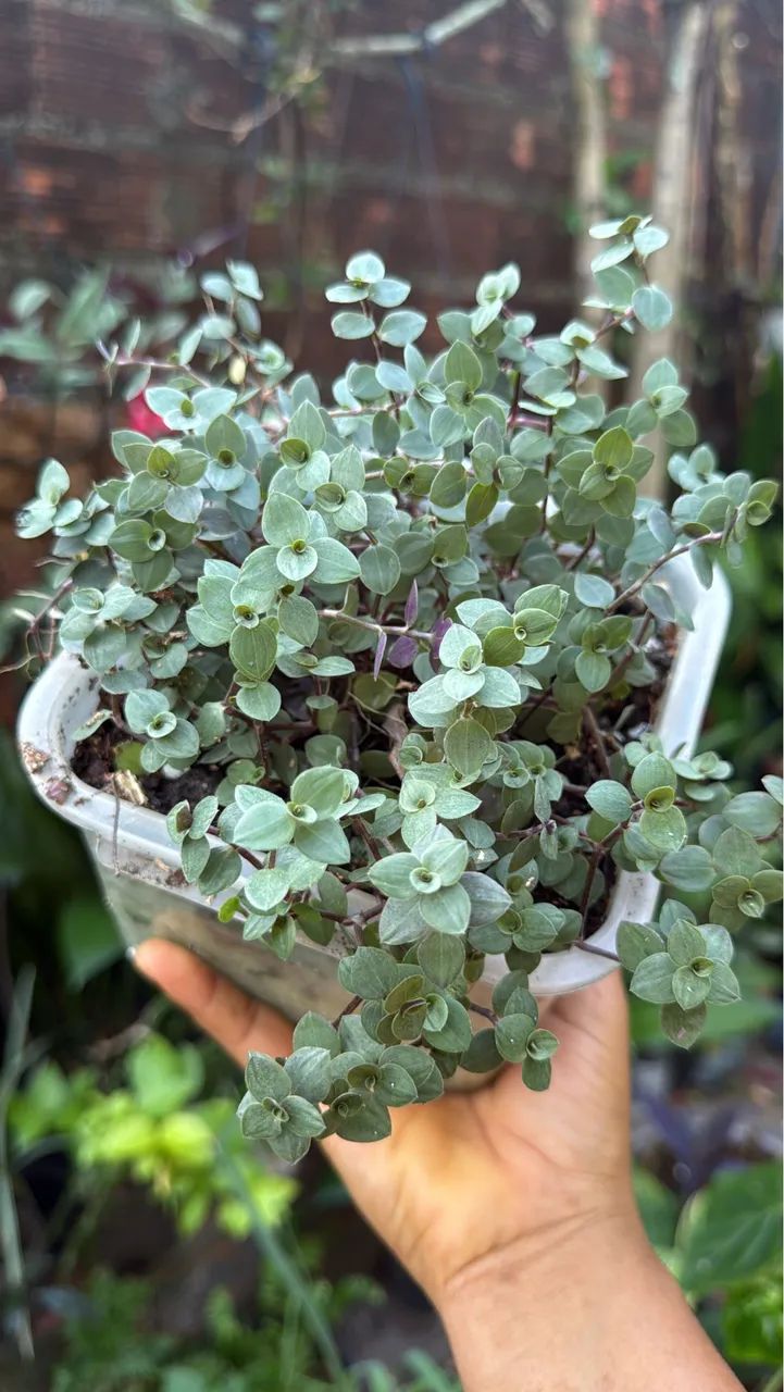 Plantas - Foto 4