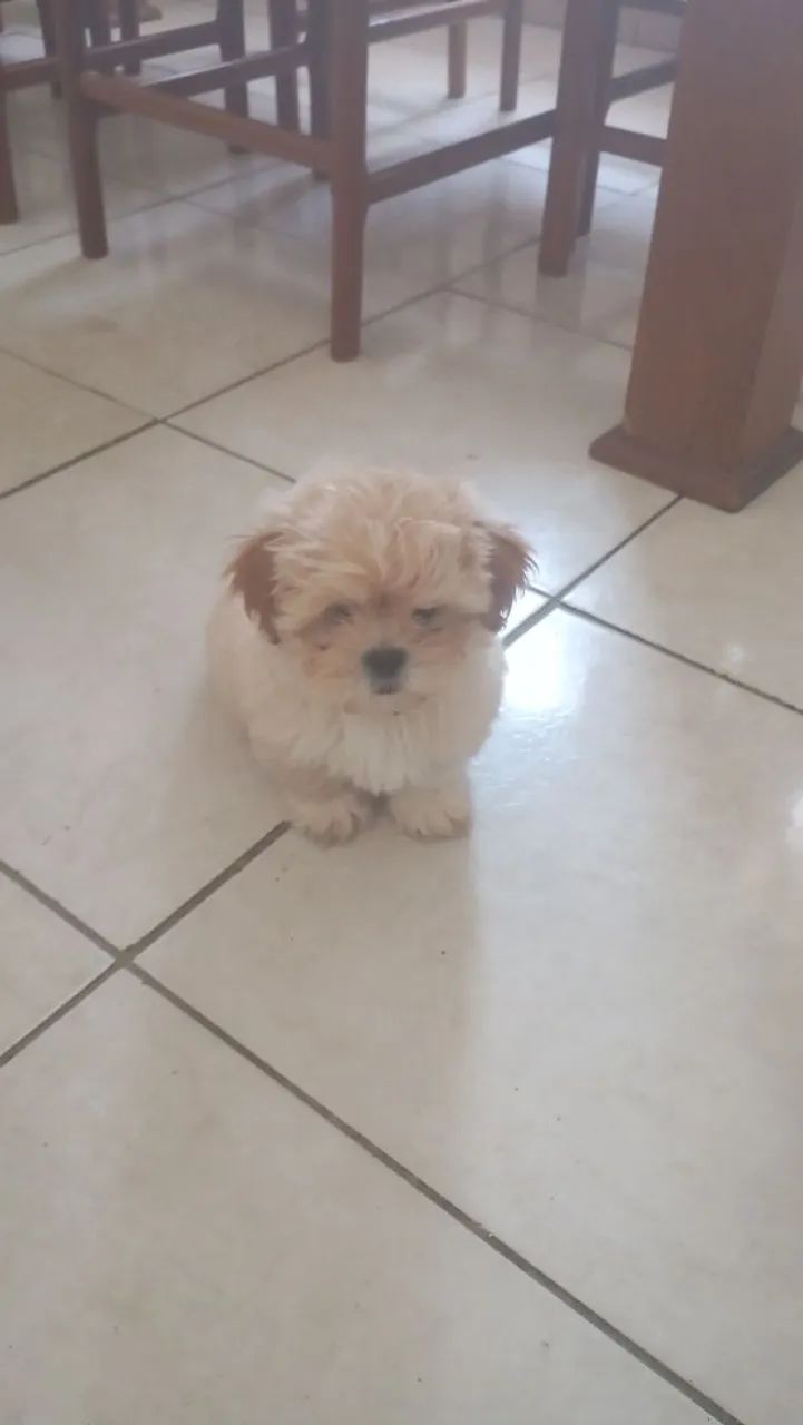 Cachorro Shitzu macho 