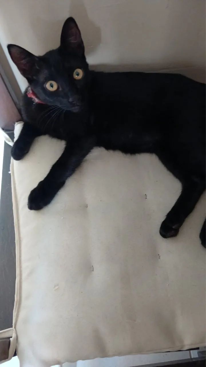 Estou doando gata filhote  - Foto 2