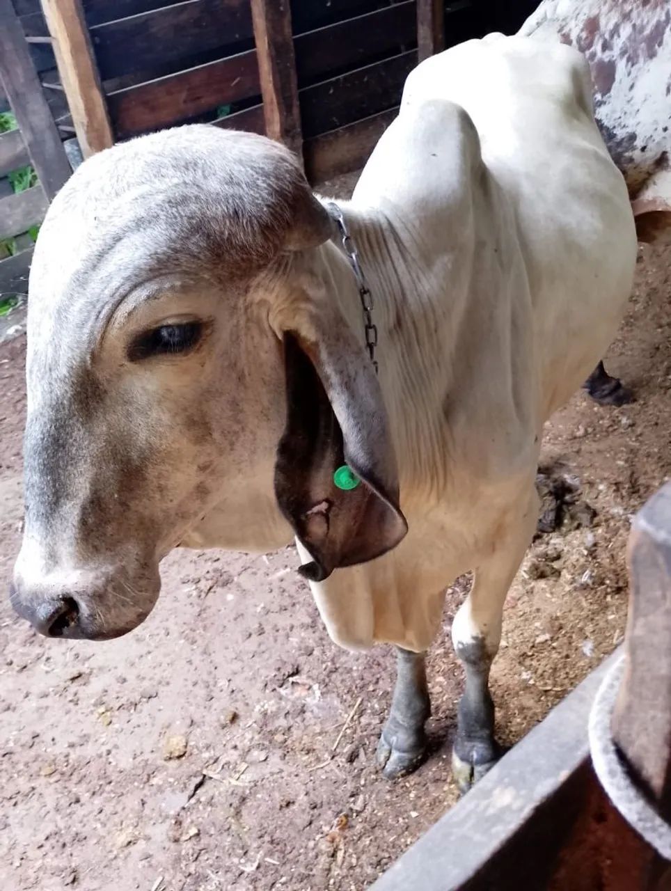 Vendo Touro Gil - Foto 3