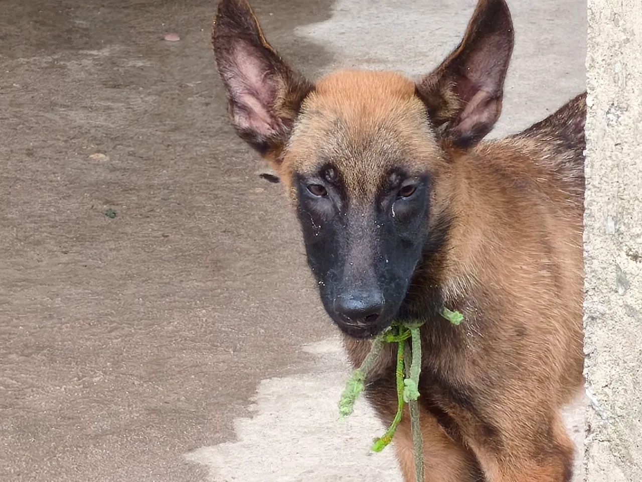 Pastor Belga Malinois - Foto 4