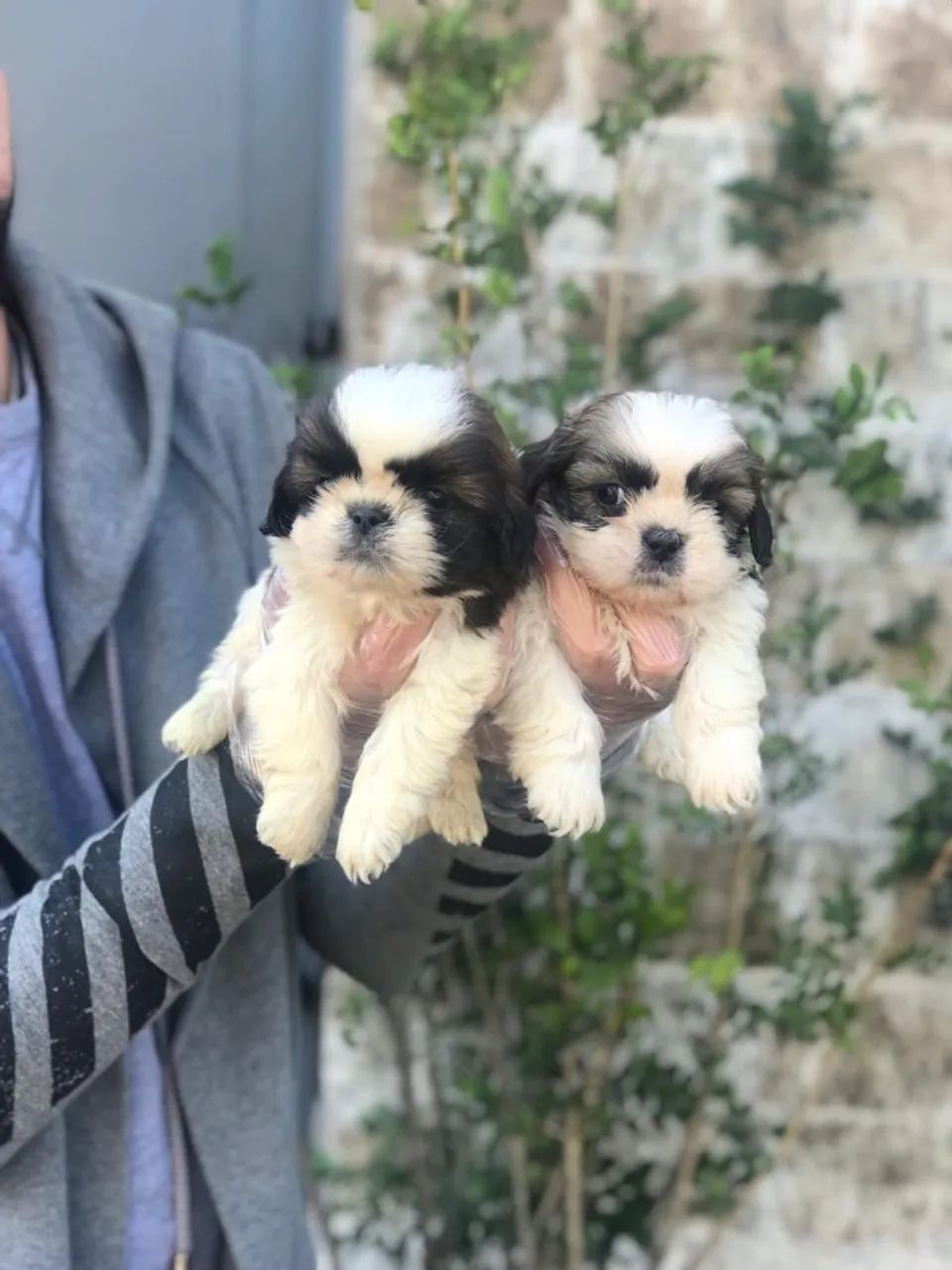 Shih Tzu - Pequenos e cheios de amor
