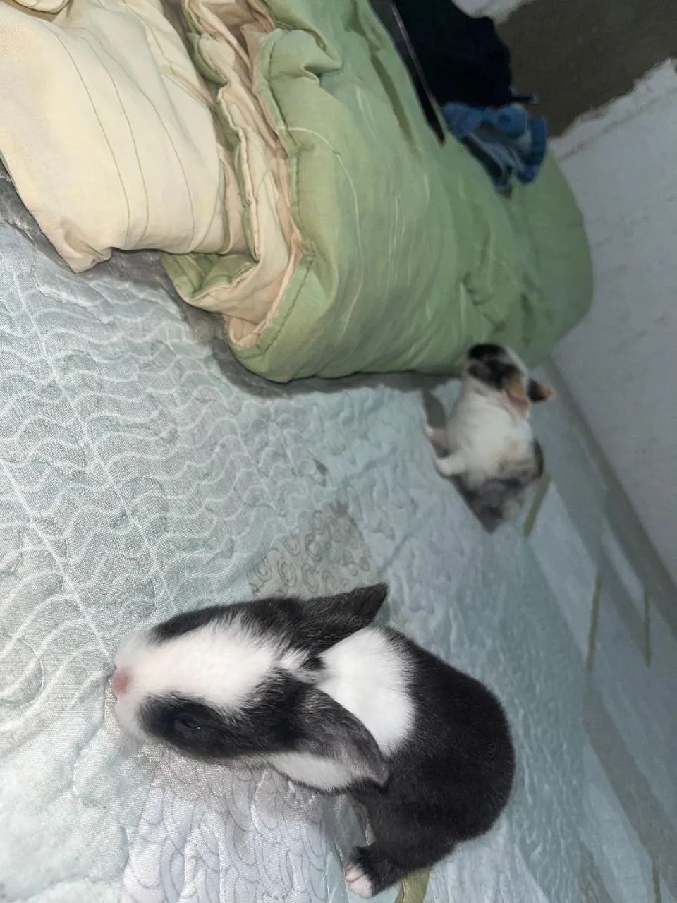Vendo coelho urgente - Foto 3