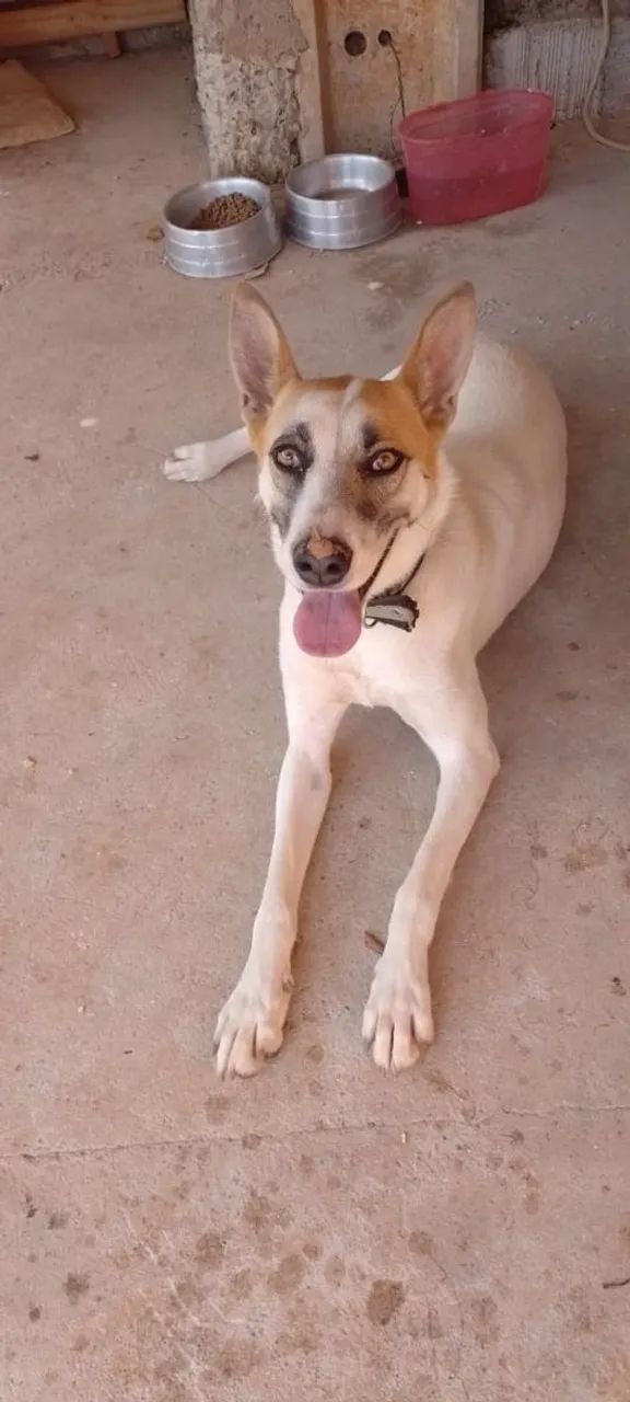 Doação cachorro  - Foto 2
