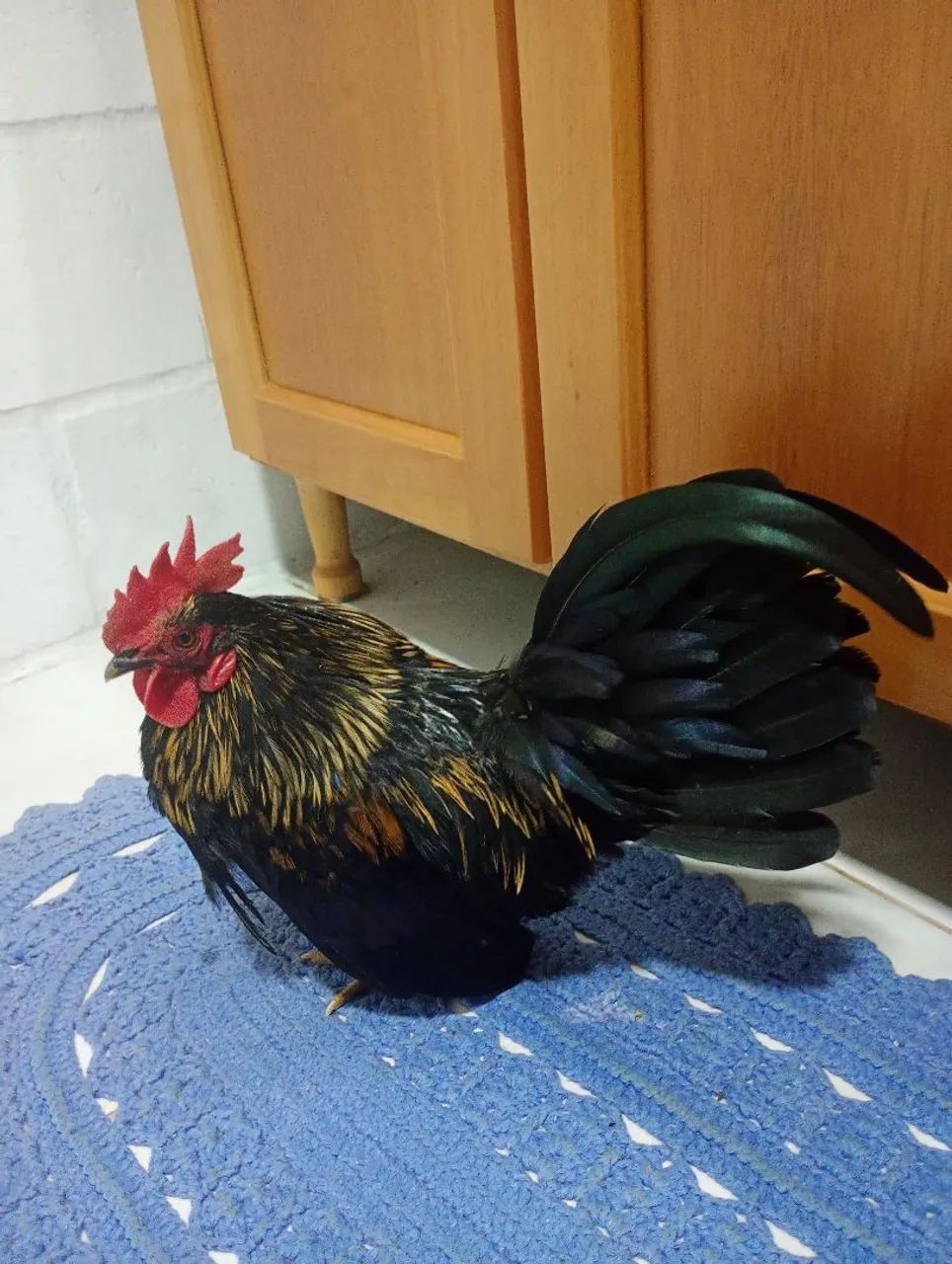 Garnisé perna curta 