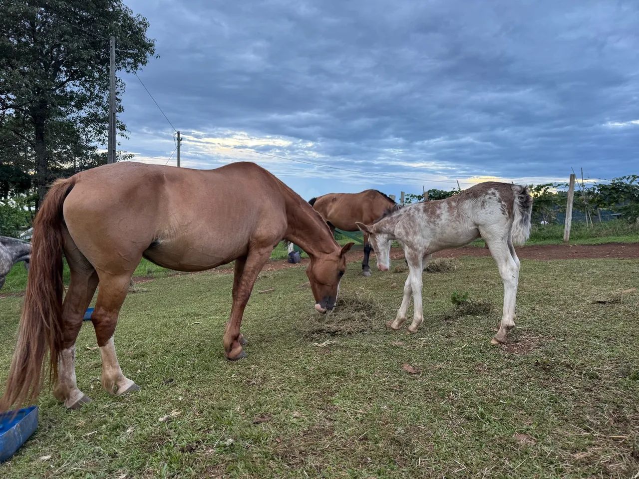 Égua crioula  - Foto 4