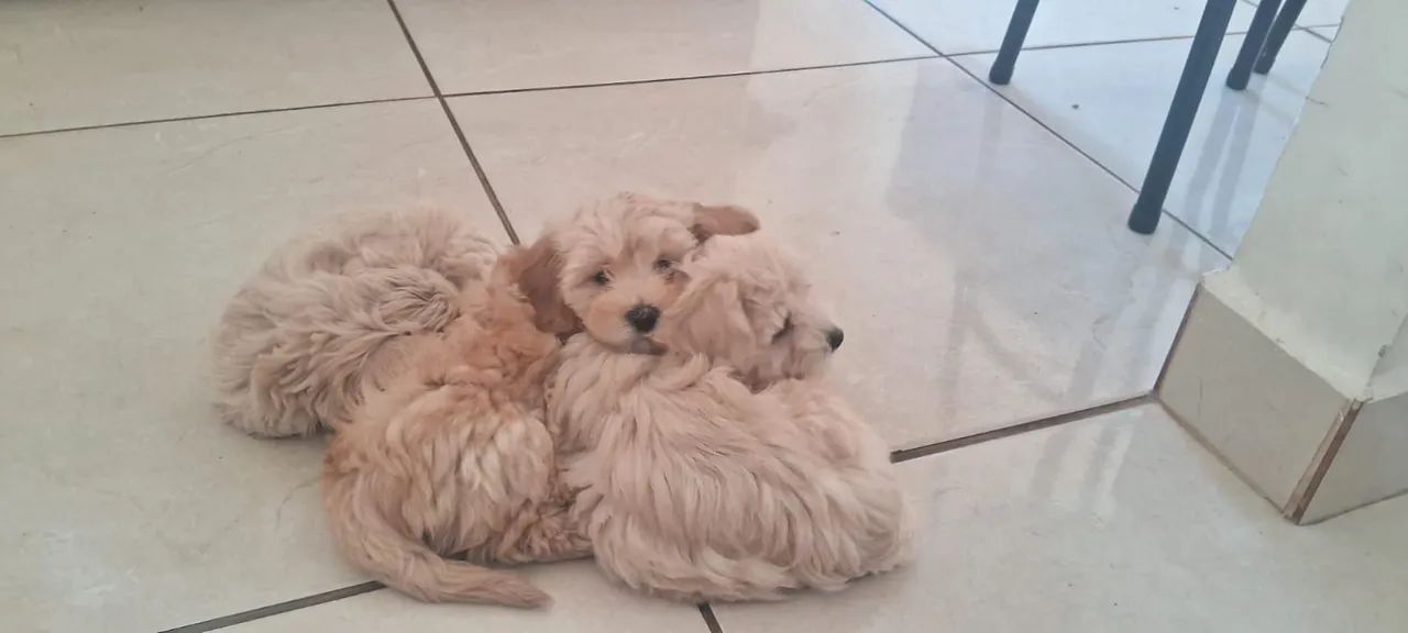 Poodle