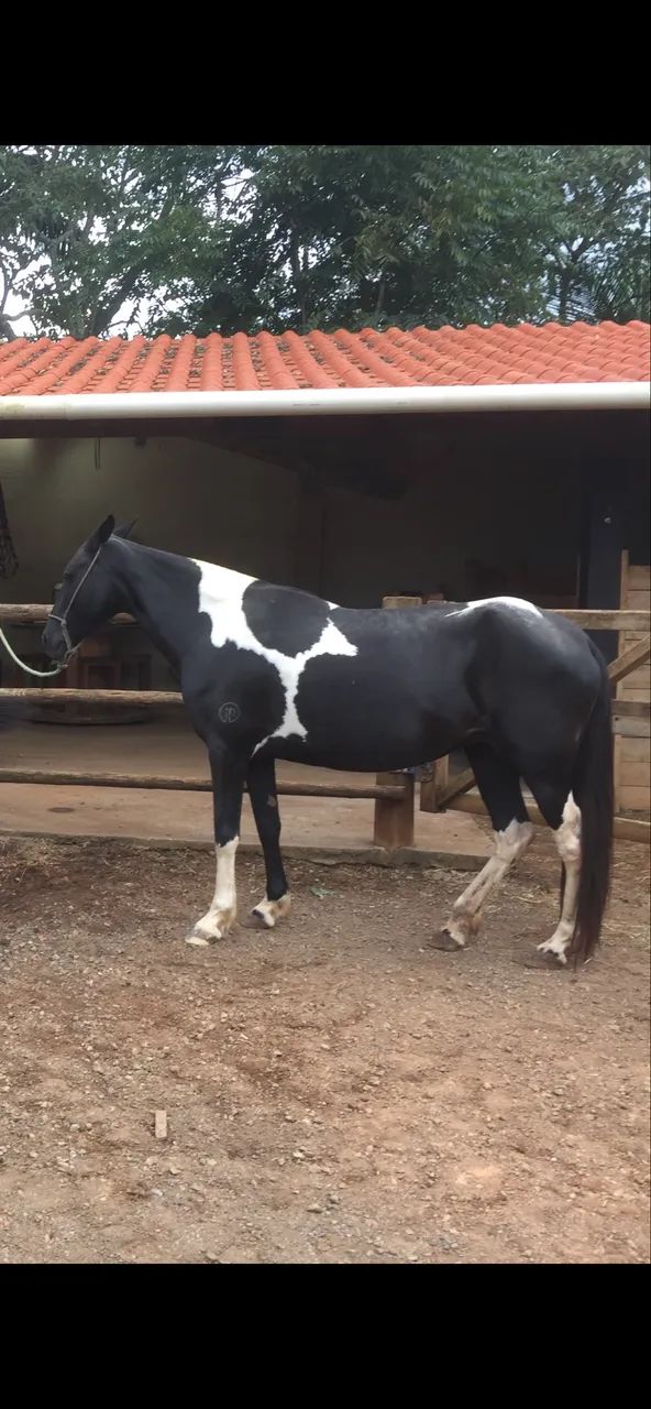 Égua Manga Larga Marchador Pampa De Preto