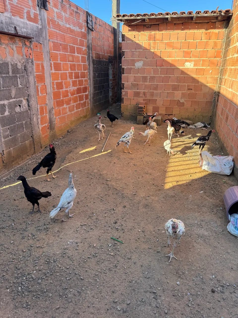 Galinhas raça índio  - Foto 5