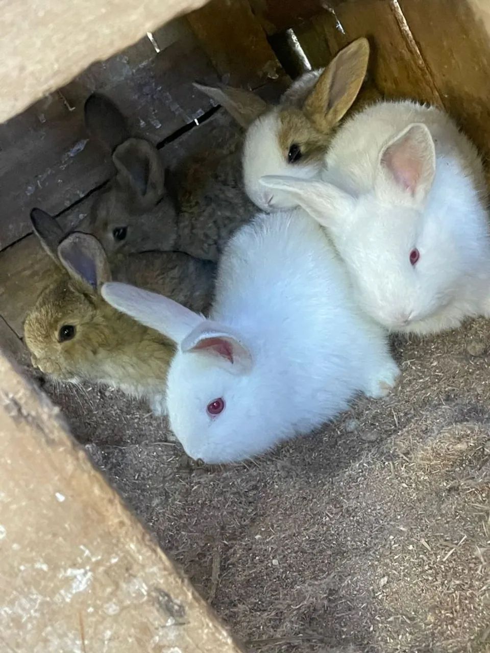 Coelhos  - Foto 3