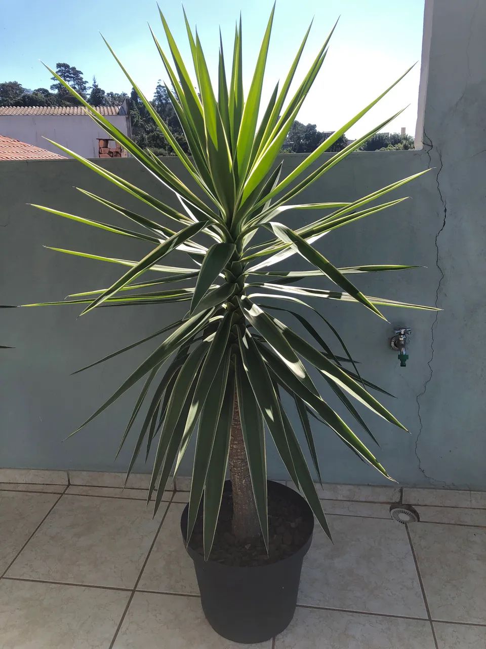 Planta Yuca (3)