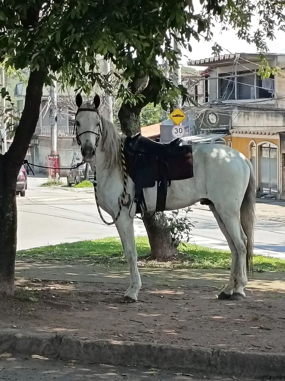 Cavalo capado 