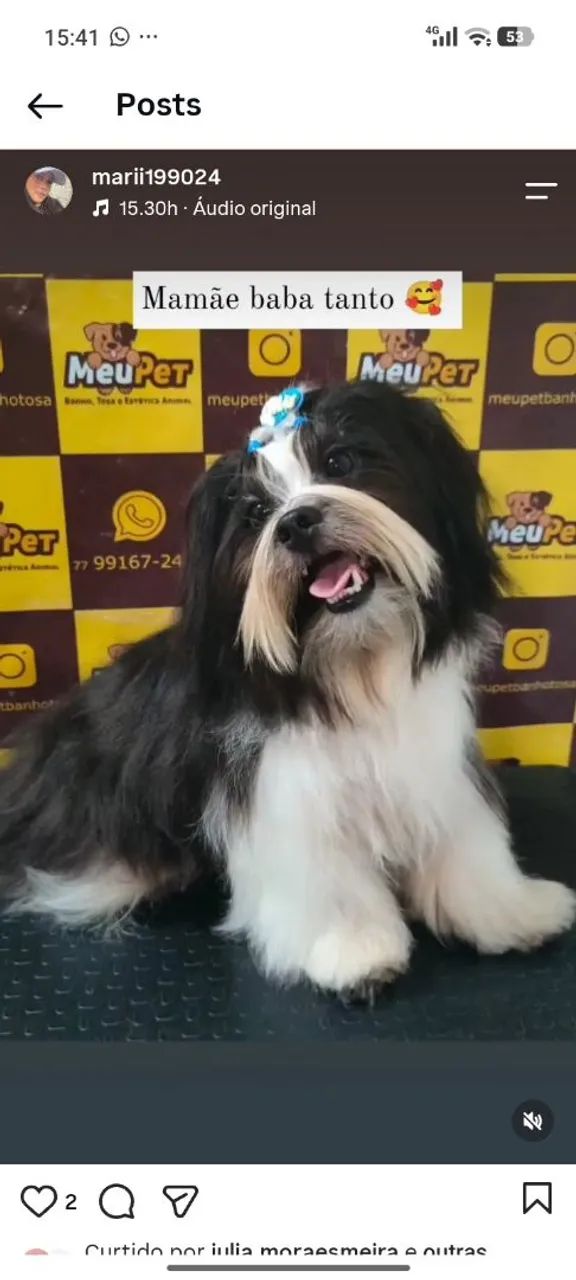 Filhote de Shitzu Macho pra reserva 