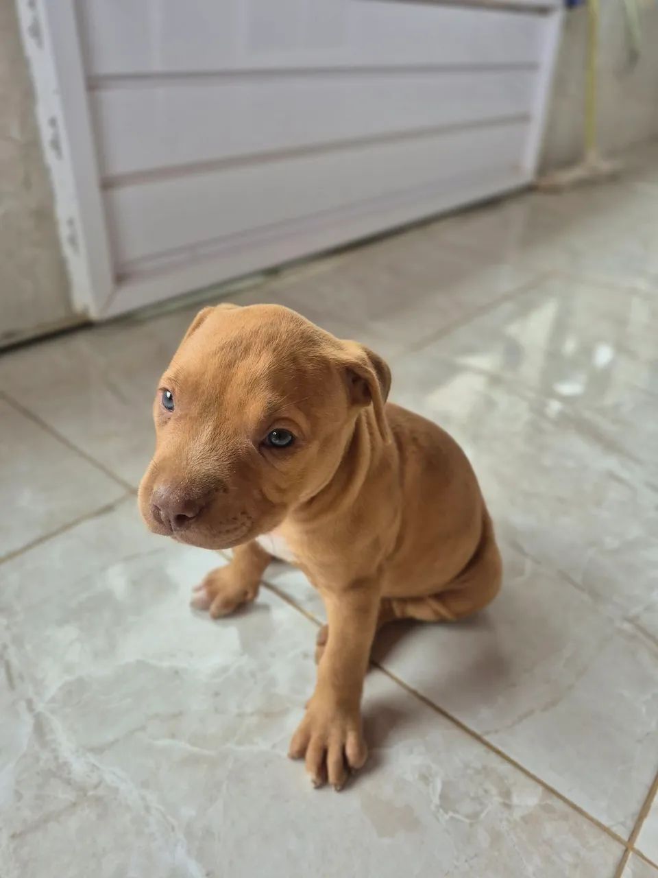 Filhote pitbull - Foto 3