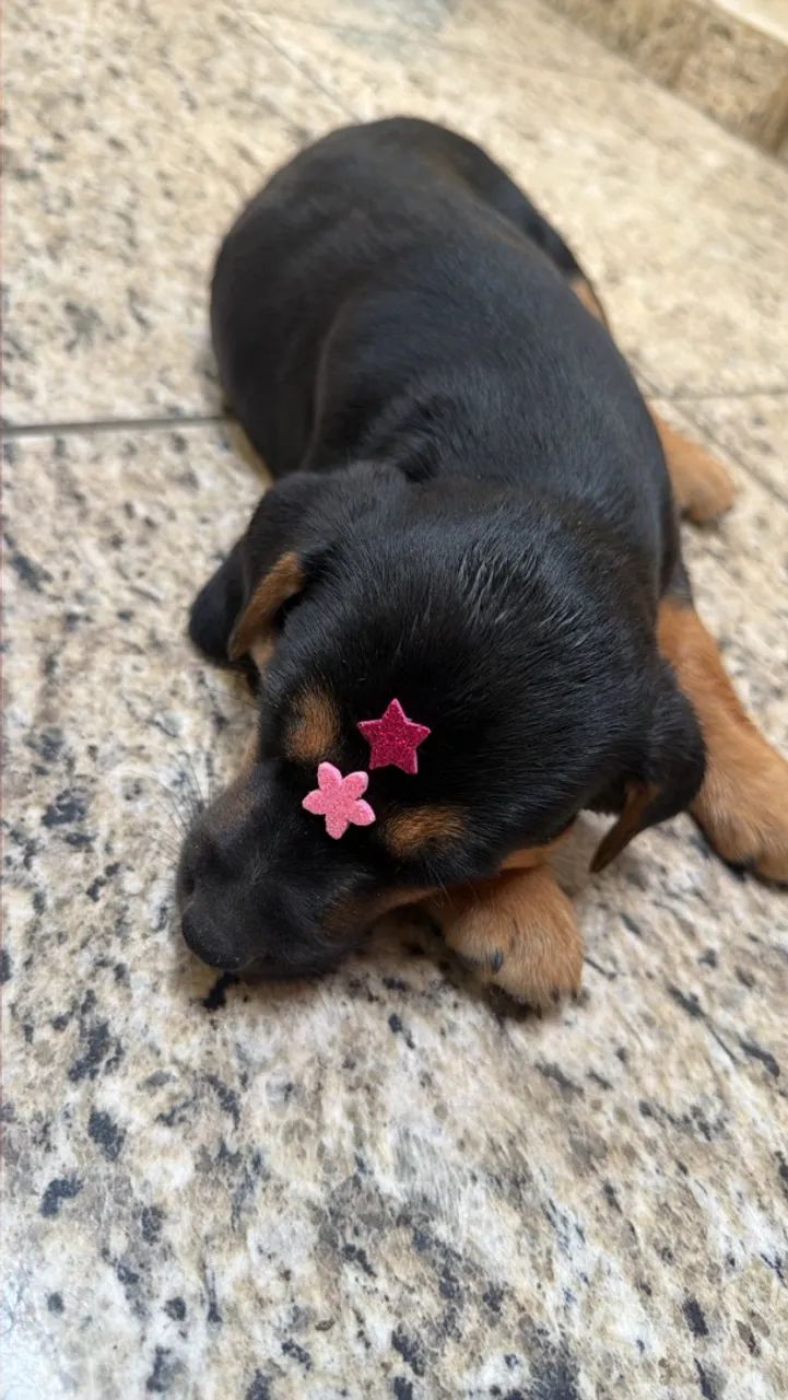 DOAÇÃO  - Foto 3