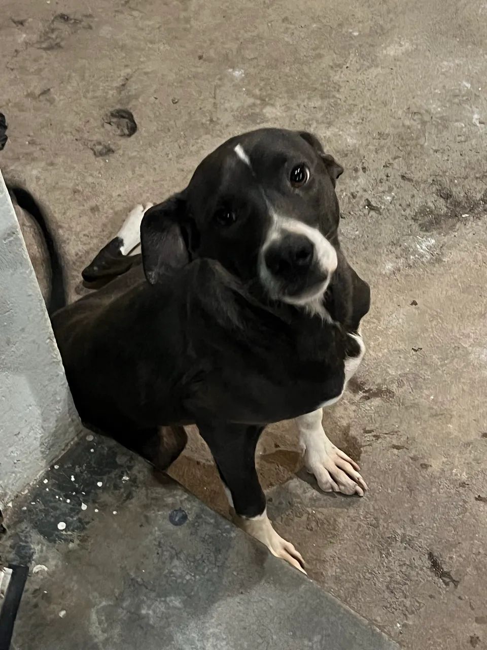 Doa-se cachorro  - Foto 3