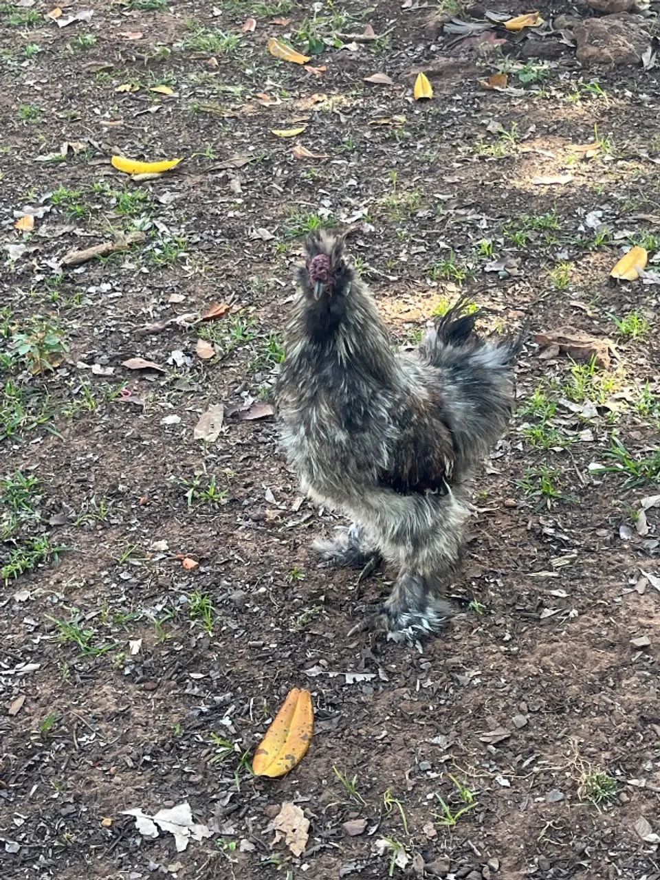 Sedosa do Japão (galo) - Foto 5