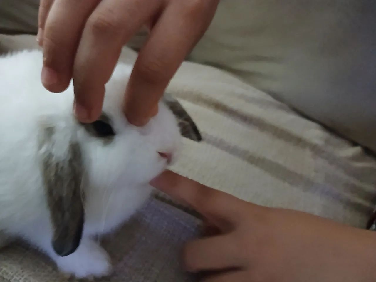 Coelho mini loop