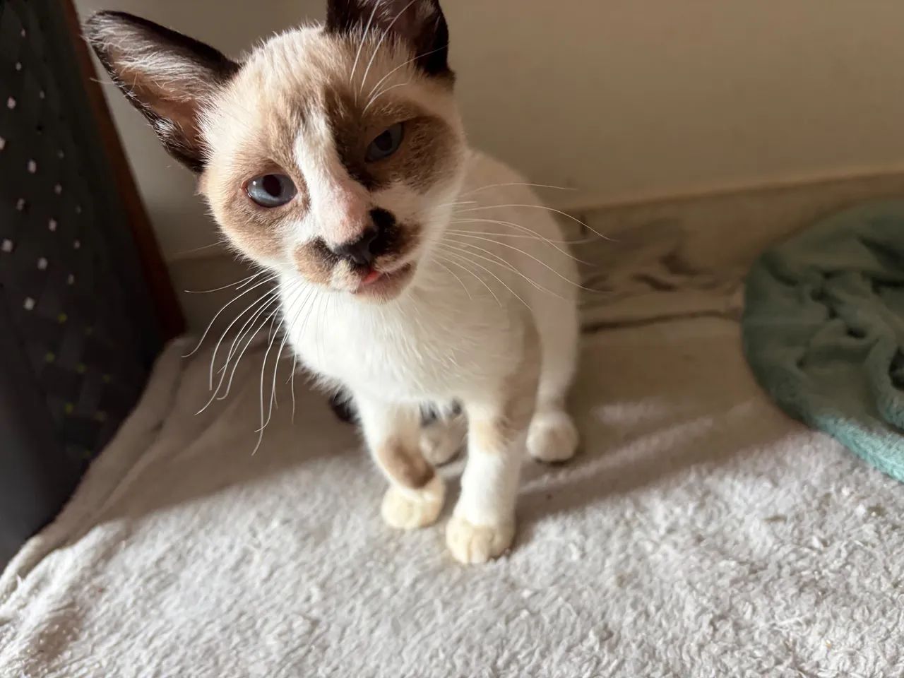 Gato filhote  - Foto 2