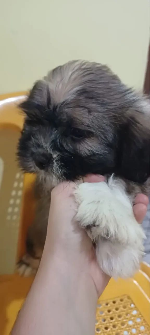 Lhasa apso - Foto 4